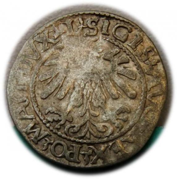 Półgrosz 1560 Zygmunt II August Wilno (2)