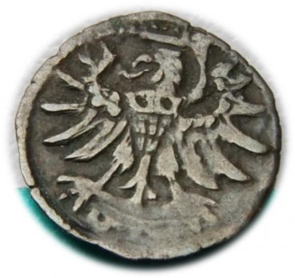 Denar 1556 Zygmunt II August Elbląg (2)