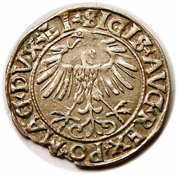 Półgrosz 1556 Zygmunt II August Wilno