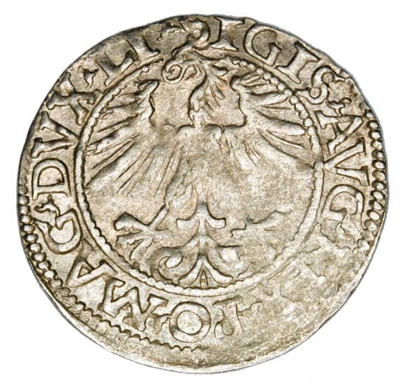 Półgrosz 1562 Zygmunt II August Litwa Wilno