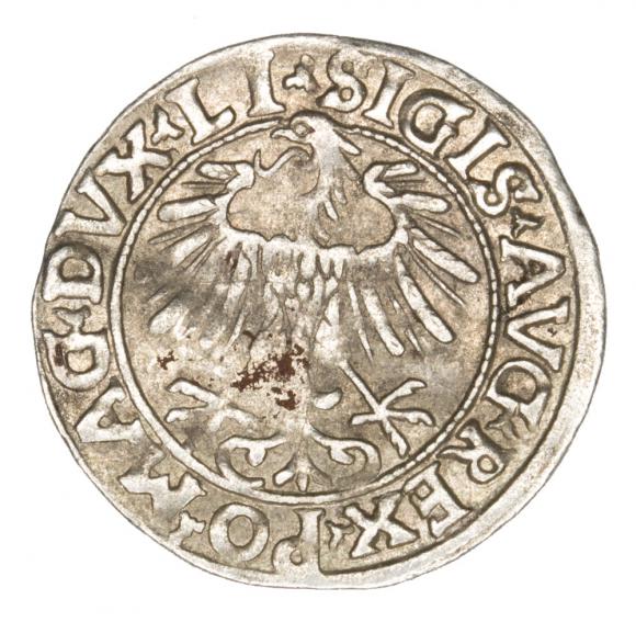 Półgrosz 1556 Zygmunt II August Litwa Wilno