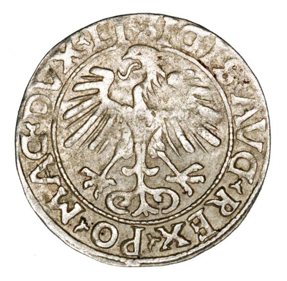 Półgrosz 1556 Zygmunt II August Litwa Wilno