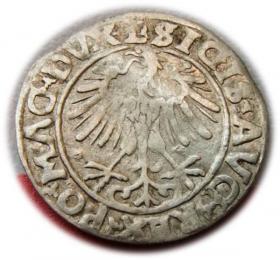 Obrazek 2 dla: Półgrosz 1556 Zygmunt II August Wilno