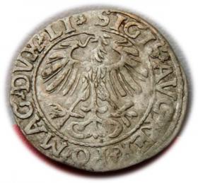 Obrazek 2 dla: Półgrosz 1557 Zygmunt II August Wilno