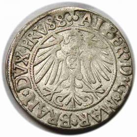 Obrazek 2 dla: Grosz 1542 Albrecht Hohenzollern Księstwo Pruskie Królewiec