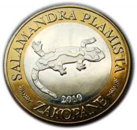 Obrazek dla: 10 dutków 2010 Zakopane Salamandra Plamista