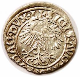 Obrazek 2 dla: Półgrosz 1556 Zygmunt II August Wilno