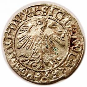 Obrazek 2 dla: Półgrosz 1559 Zygmunt II August Wilno