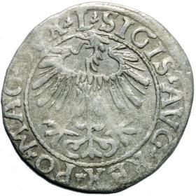 Obrazek 2 dla: Półgrosz 1557 Zygmunt II August Wilno